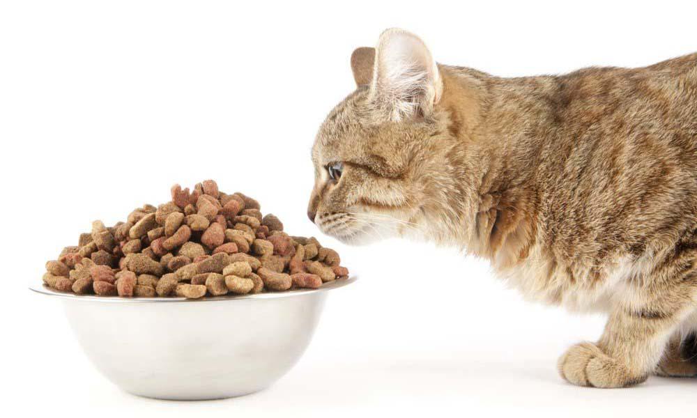МИФ 1: Вредно кормить кошек сухим кормом.