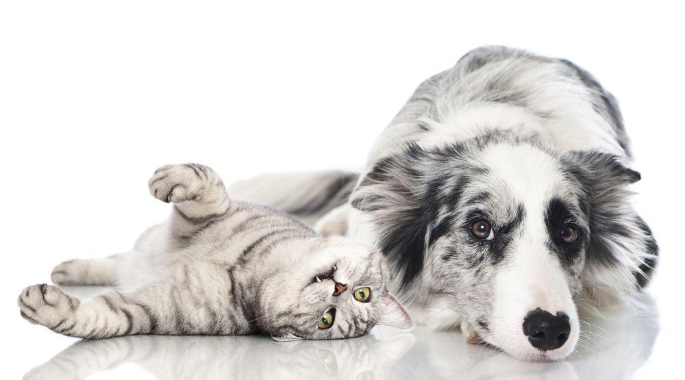 МИФ 6: Кошка и собака – естественные враги.