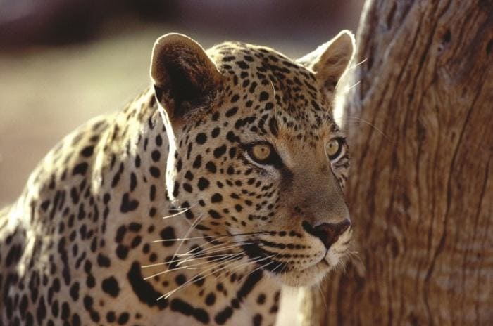 Антолийский леопард